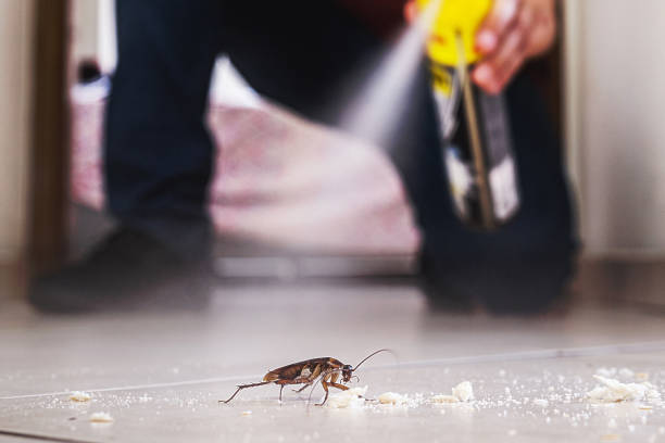 Best Flea Control Services  in Briggs, OK